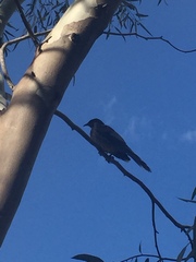 Anthochaera carunculata