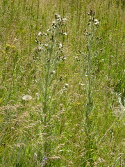 Cirsium douglasii