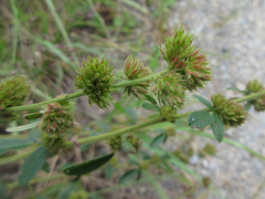 Lespedeza tomentosa