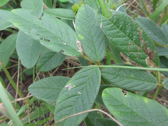 Lespedeza tomentosa