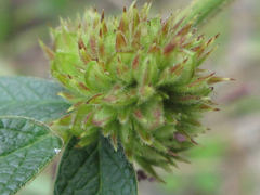 Lespedeza tomentosa