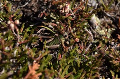 Cophopodisma pyrenaea