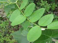 Sophora flavescens