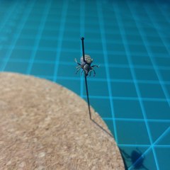 Otiorhynchus singularis