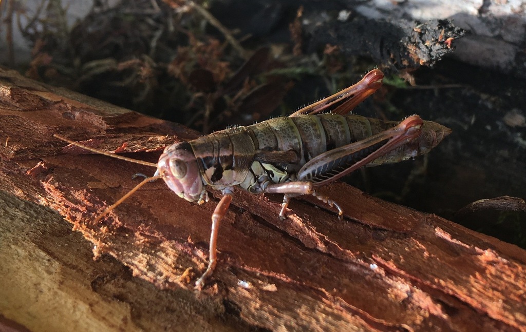 Prumna primnoa