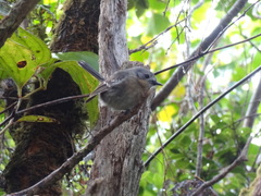 Chasiempis sclateri
