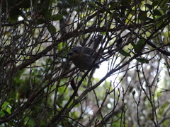 Chasiempis sclateri