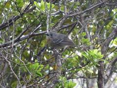 Chasiempis sclateri