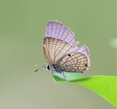 Luthrodes pandava