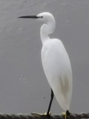 Egretta garzetta