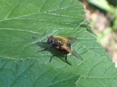 Mesembrina decipiens