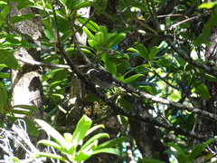 Chasiempis sclateri
