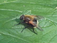 Mesembrina decipiens