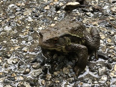 Bufo formosus