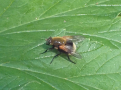 Mesembrina decipiens