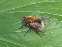 Mesembrina decipiens