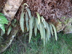 Elaphoglossum paleaceum