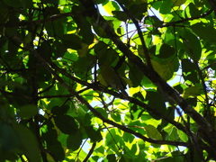 Chlorodrepanis stejnegeri