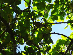 Chlorodrepanis stejnegeri