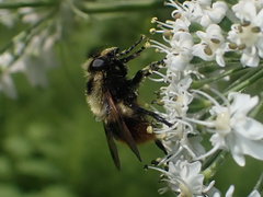Volucella bombylans