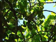 Chlorodrepanis stejnegeri