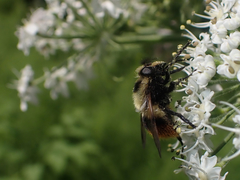 Volucella bombylans