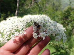 Volucella bombylans