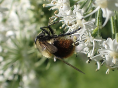 Volucella bombylans