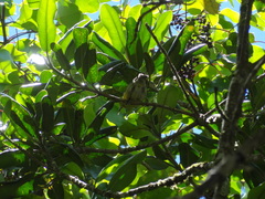 Chlorodrepanis stejnegeri