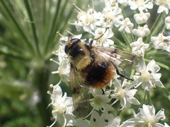 Volucella bombylans