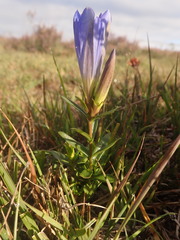 Gentiana pneumonanthe
