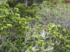 Chlorodrepanis stejnegeri