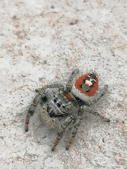 Phidippus californicus