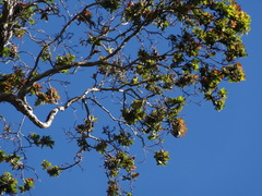 Chlorodrepanis stejnegeri