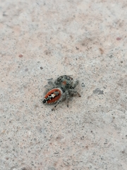 Phidippus californicus