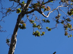 Chlorodrepanis stejnegeri