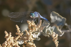 Pachydiplax longipennis