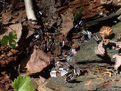 White-striped Black photo 3