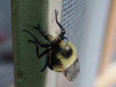 Volucella bombylans