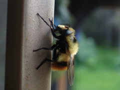 Volucella bombylans