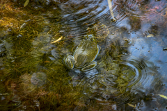 Lithobates catesbeianus