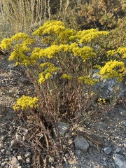 Eriogonum microtheca ambiguum