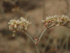 Eriogonum nummulare