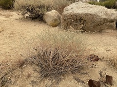 Eriogonum nummulare