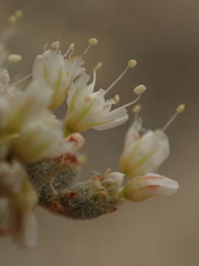 Eriogonum nummulare