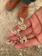 Eriogonum nummulare