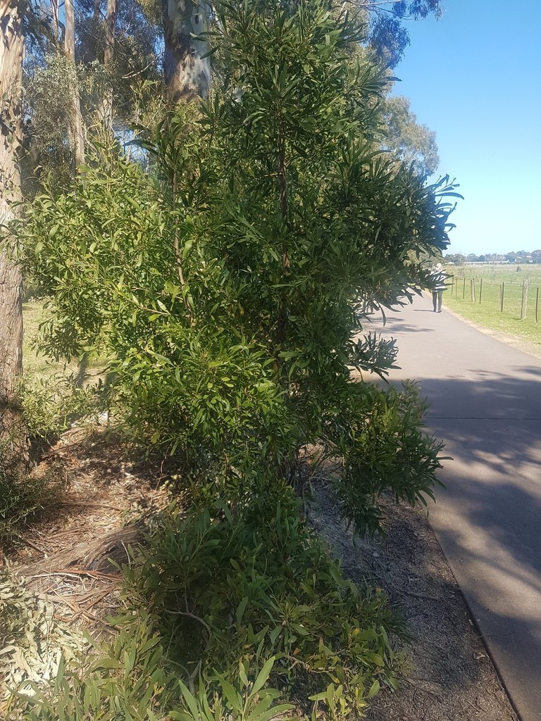 flowering plants from Melbourne VIC, Australia on September 10, 2020 by