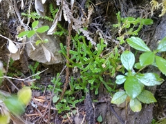Selaginella douglasii