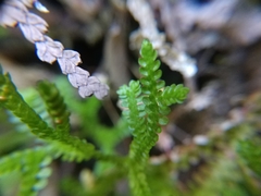 Selaginella douglasii