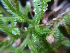 Selaginella douglasii